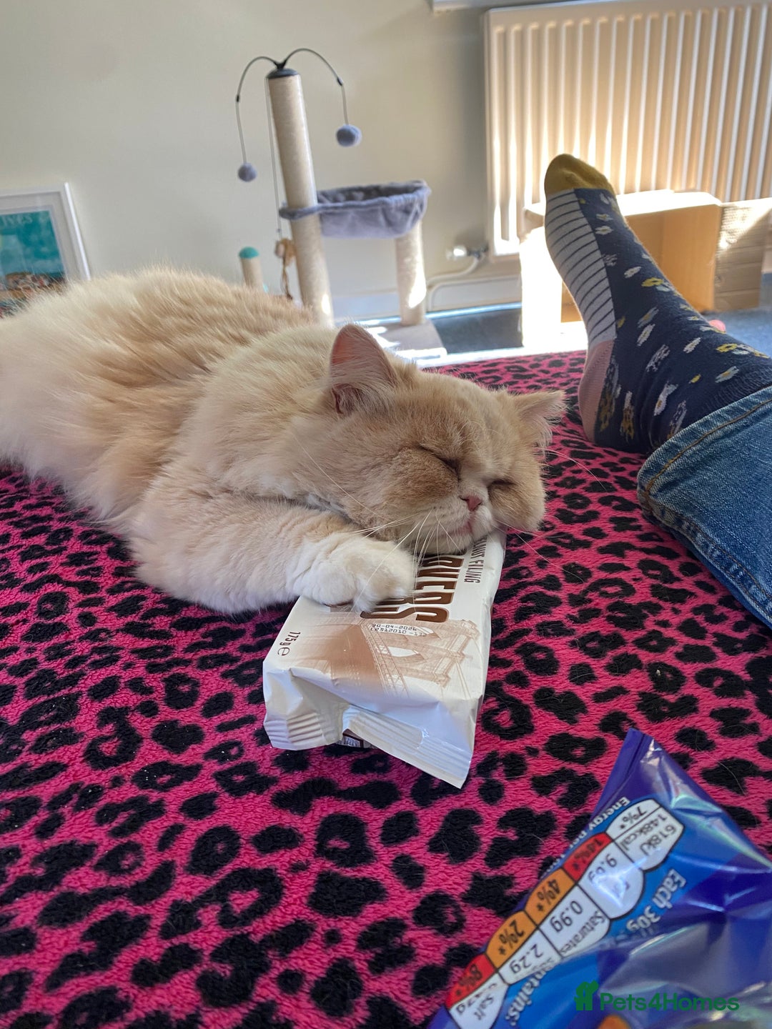 Persian cats for sale: Alvin - Advert 4