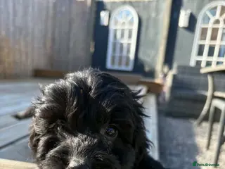 Cockapoo dogs ready to leave cockapoo puppies - Advert 7