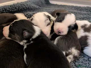 Border Collie dogs Pedigree Border Collie Puppies – ISDS Registered - Advert 7