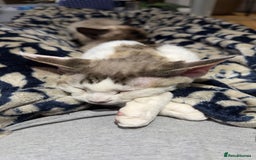 Devon Rex cats for sale: Fantastic quality GCCF boy  - Image 14