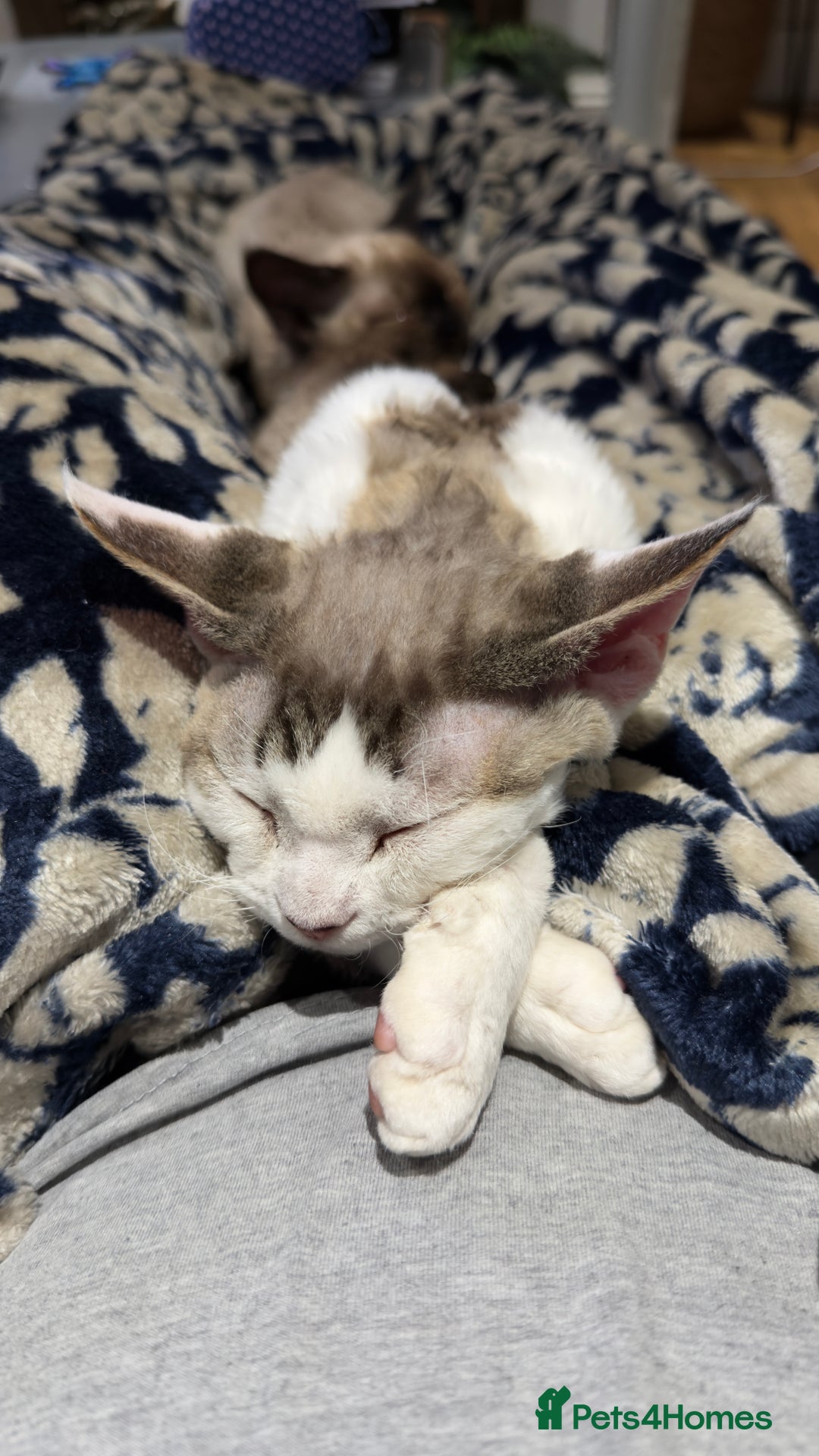 Devon Rex cats for sale: Fantastic quality GCCF boy  - Image 14