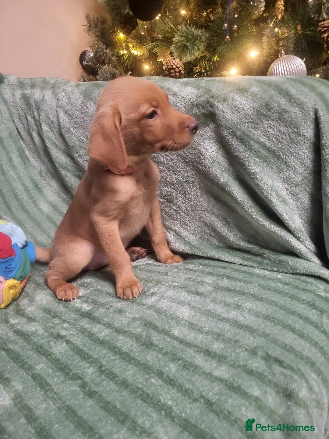 Labrador Retriever dogs for sale: KC registered labrador puppies - Advert 17