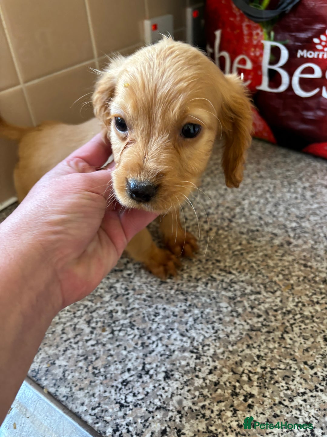 Cockapoo dogs for sale: Cockapoo puppies  - Image 5