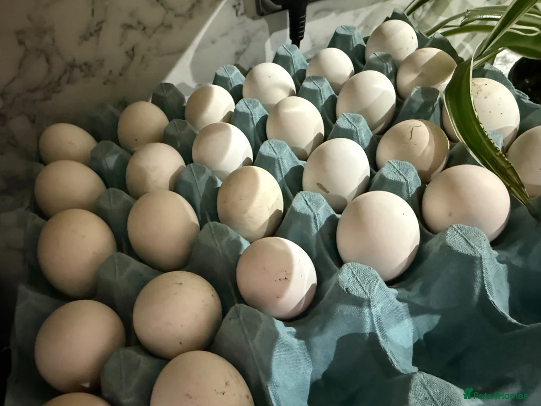 Chickens poultry for sale: Sebright Gold Chicks  in Whitby - Advert 5