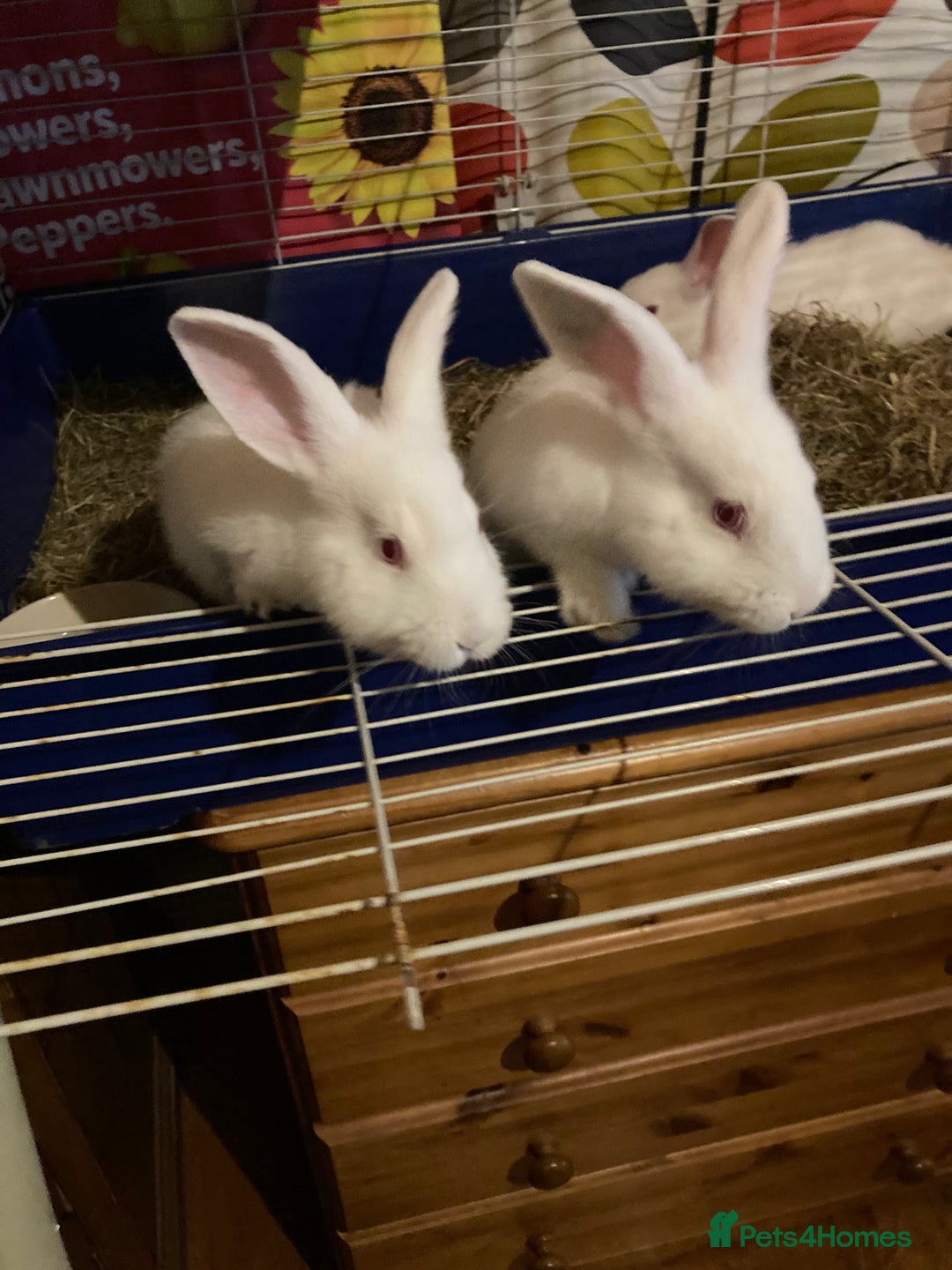 New Zealand rabbits for sale: Amazing New Zealand whites - Advert 1