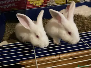 New Zealand rabbits Amazing New Zealand whites - Advert 3