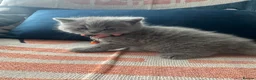 British Shorthair cats for sale: 🏆💫GCCF REGISTERED CHUNKY KITTIES💫🏆 - Advert 40