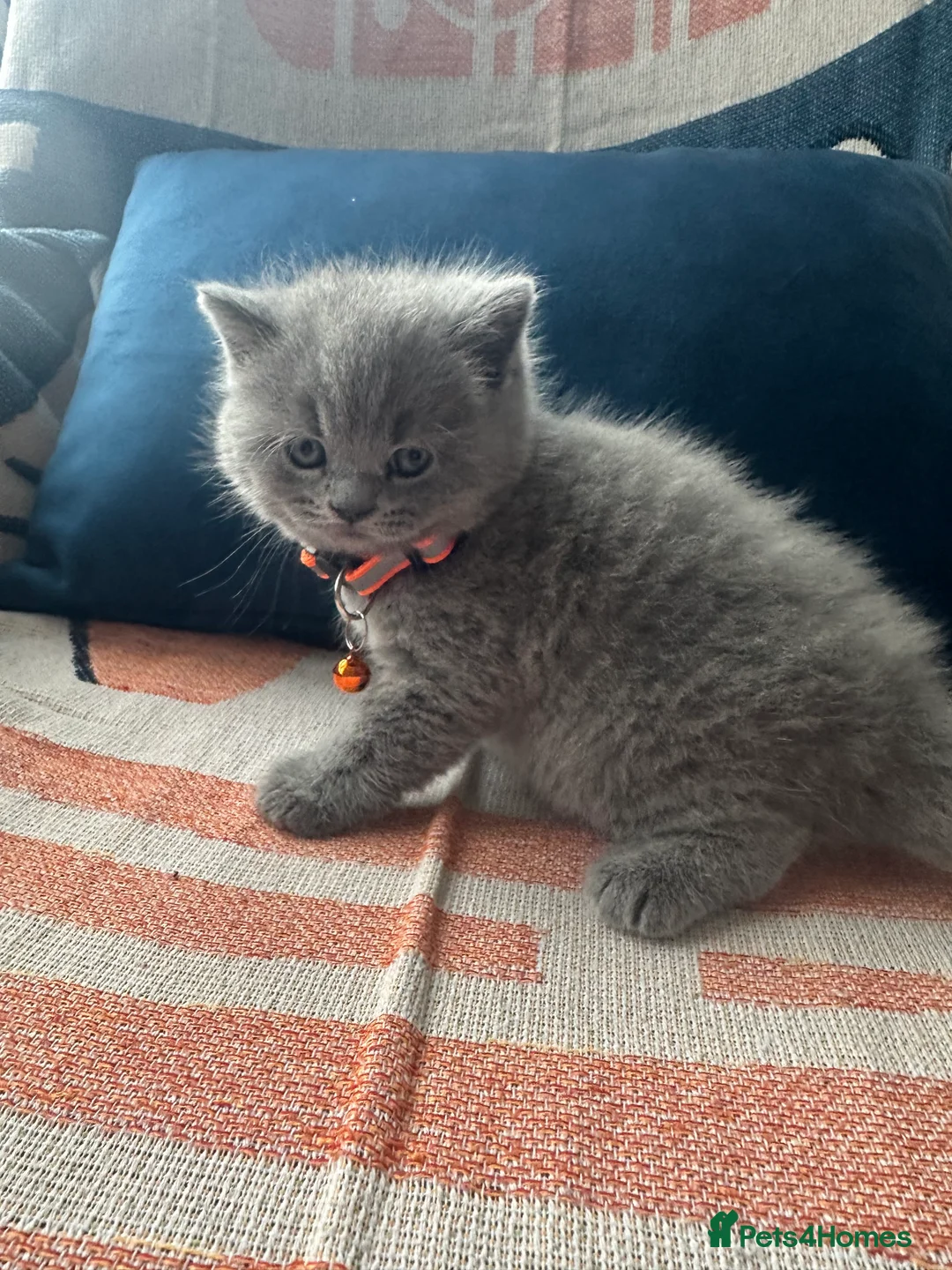 British Shorthair cats for sale: 🏆💫GCCF REGISTERED CHUNKY KITTIES💫🏆 - Advert 40