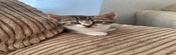 Mixed Breed cats for sale: Two lovely little girls  - Advert 2