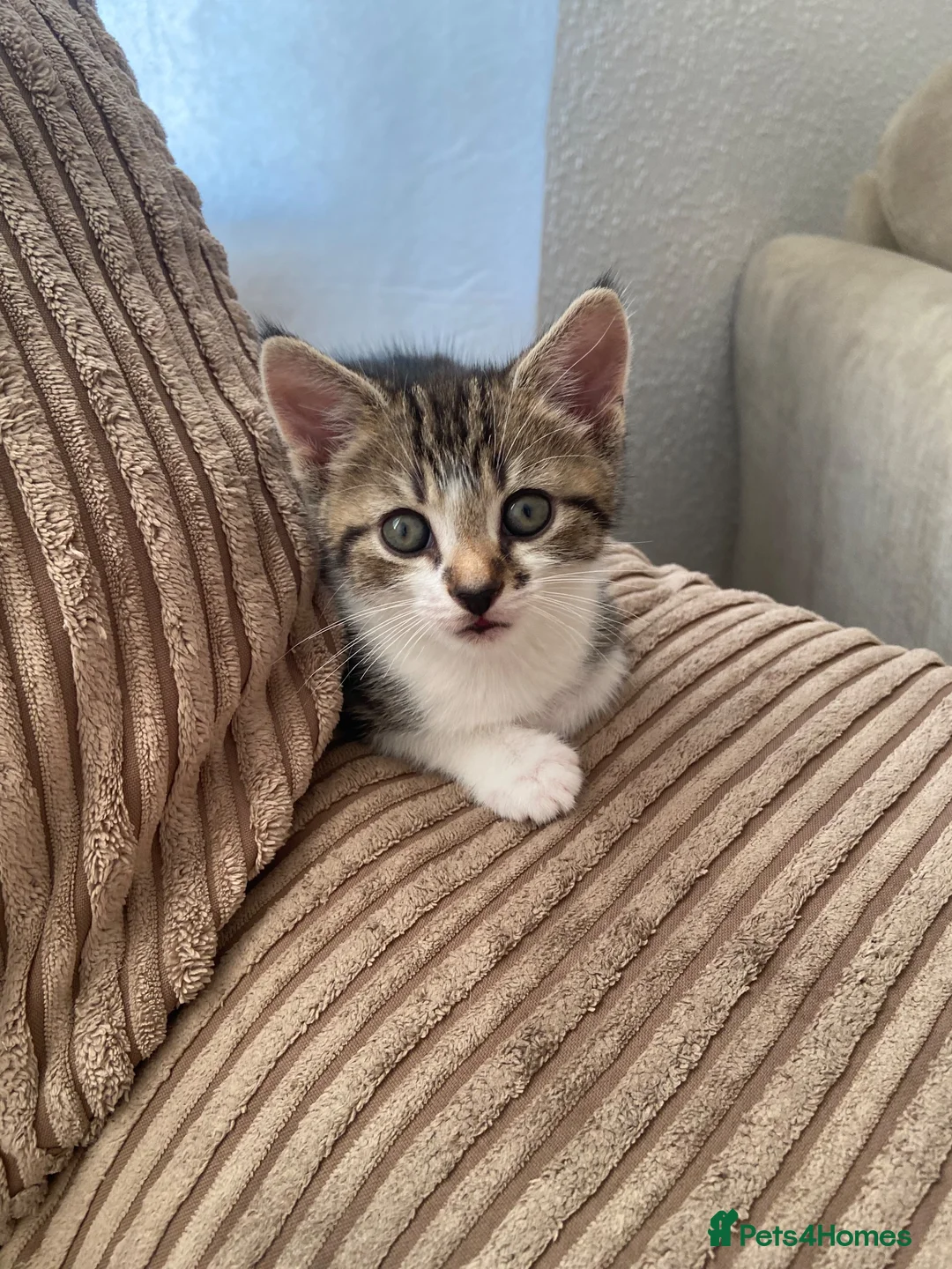 Mixed Breed cats for sale: Two lovely little girls  - Advert 2