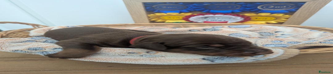 Dobermann Puppy 10