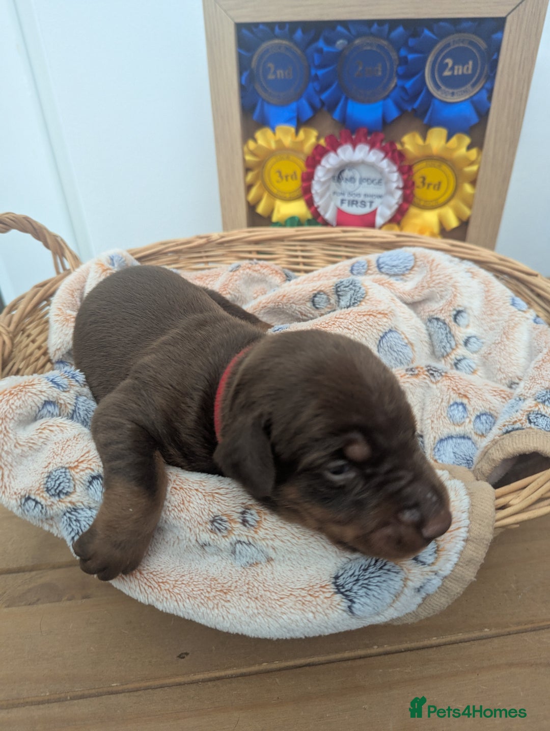 Dobermann dogs for sale: Stunning Dobermann puppies in Nottingham - Image 32