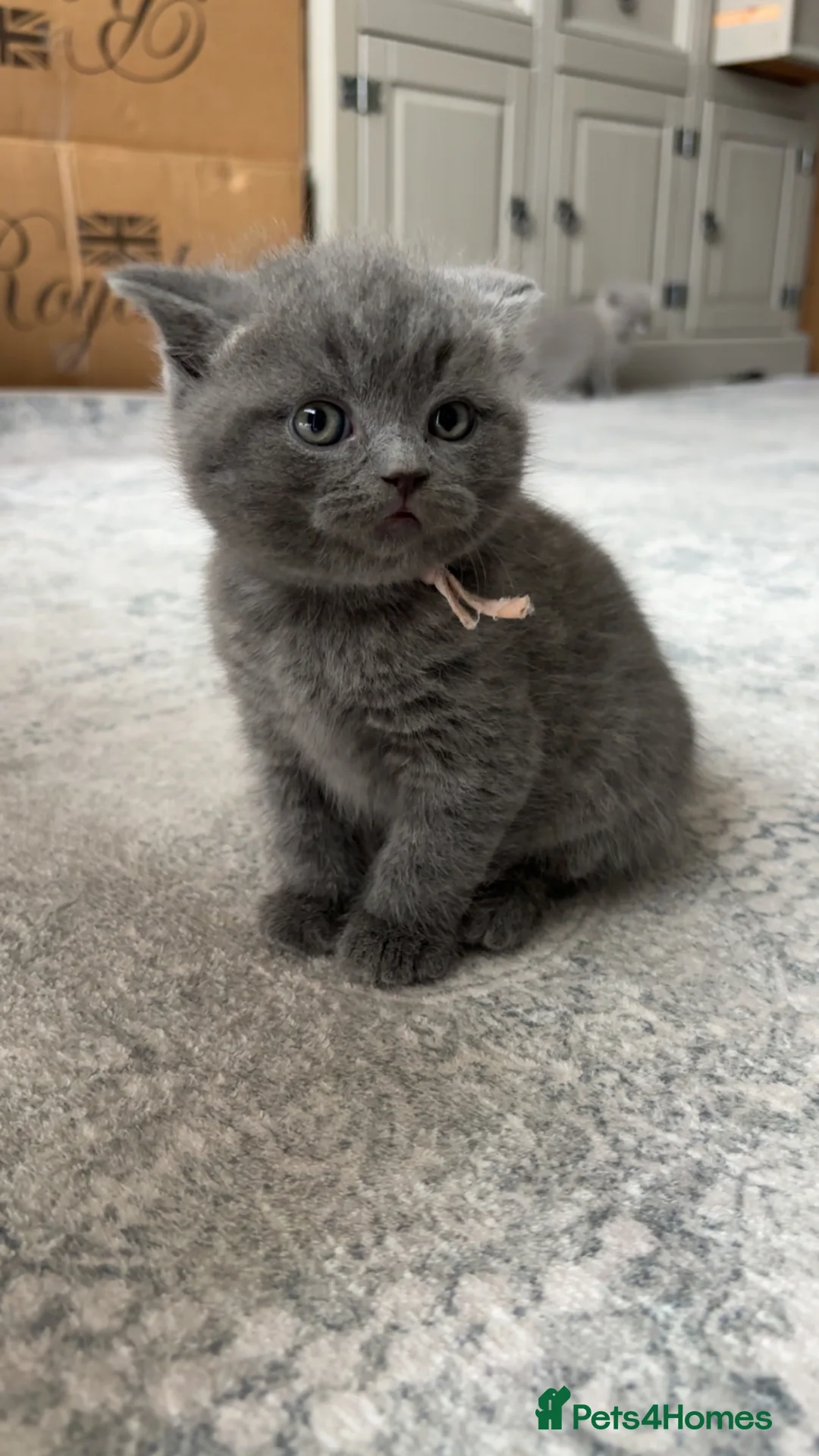 British Shorthair cats for sale: 6 British shorthair kittens in Birmingham - Advert 2