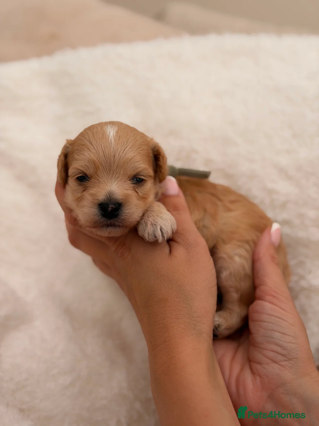 Maltipoo dogs for sale: Korean Maltipoo puppies  in Tamworth - Advert 2