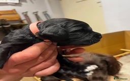 Cocker Spaniel dogs for sale: Gorgeous KC Working Cocker Spaniel Puppy Available - Image 19