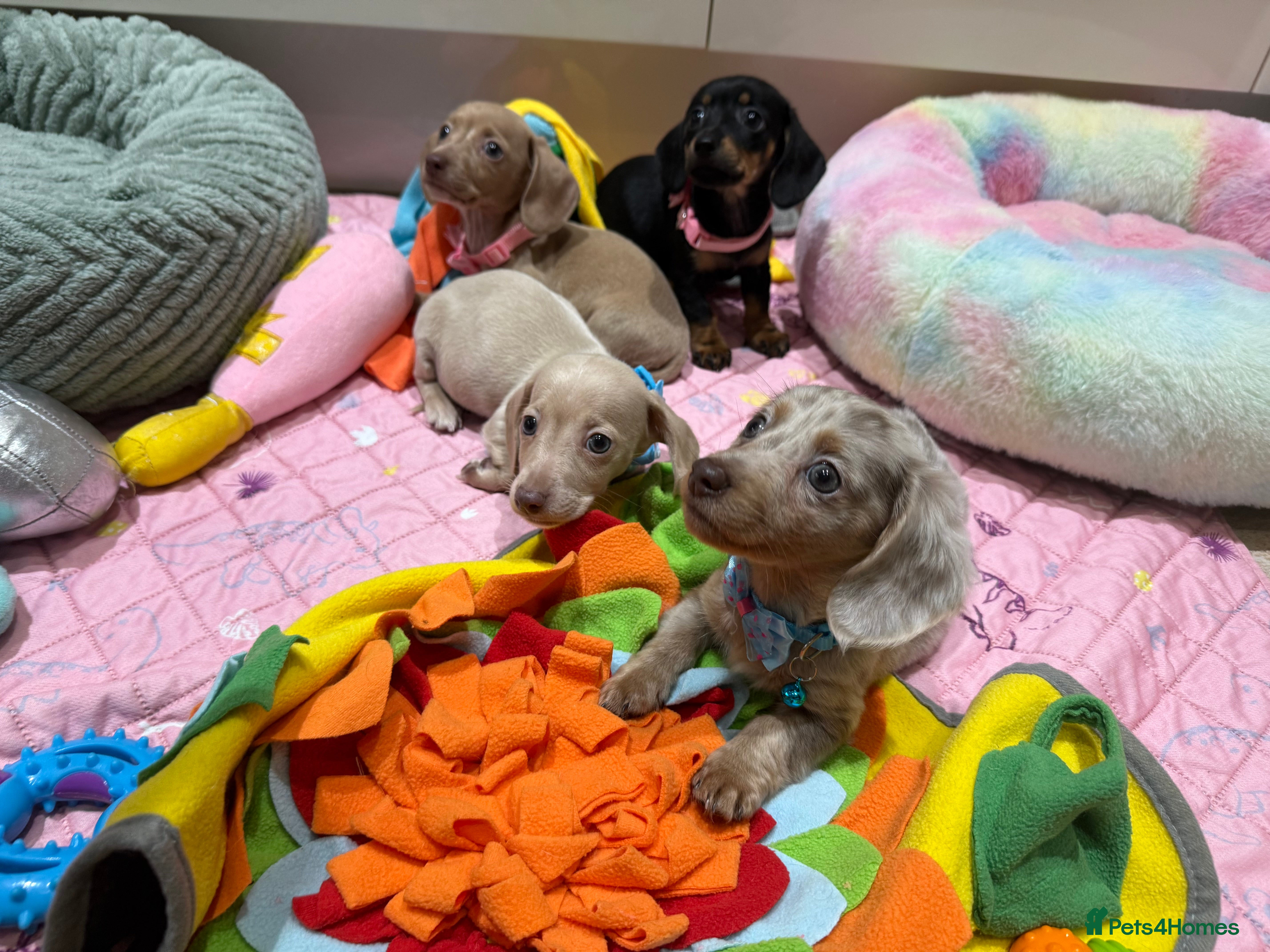 Miniature Dachshund dogs Stunning Pups 5 ⭐ Star Licensed 5 ⭐ Reviews!  - Advert 11