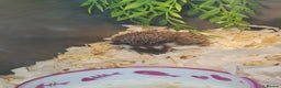Pygmy Hedgehog rodents for sale: Unusual markings beautiful hoglets - Advert 3
