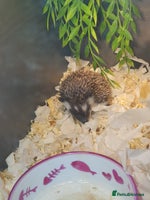 Pygmy Hedgehog rodents Unusual markings beautiful hoglets - Advert 3