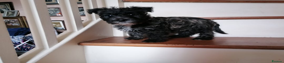 Mixed Breed Puppy 4