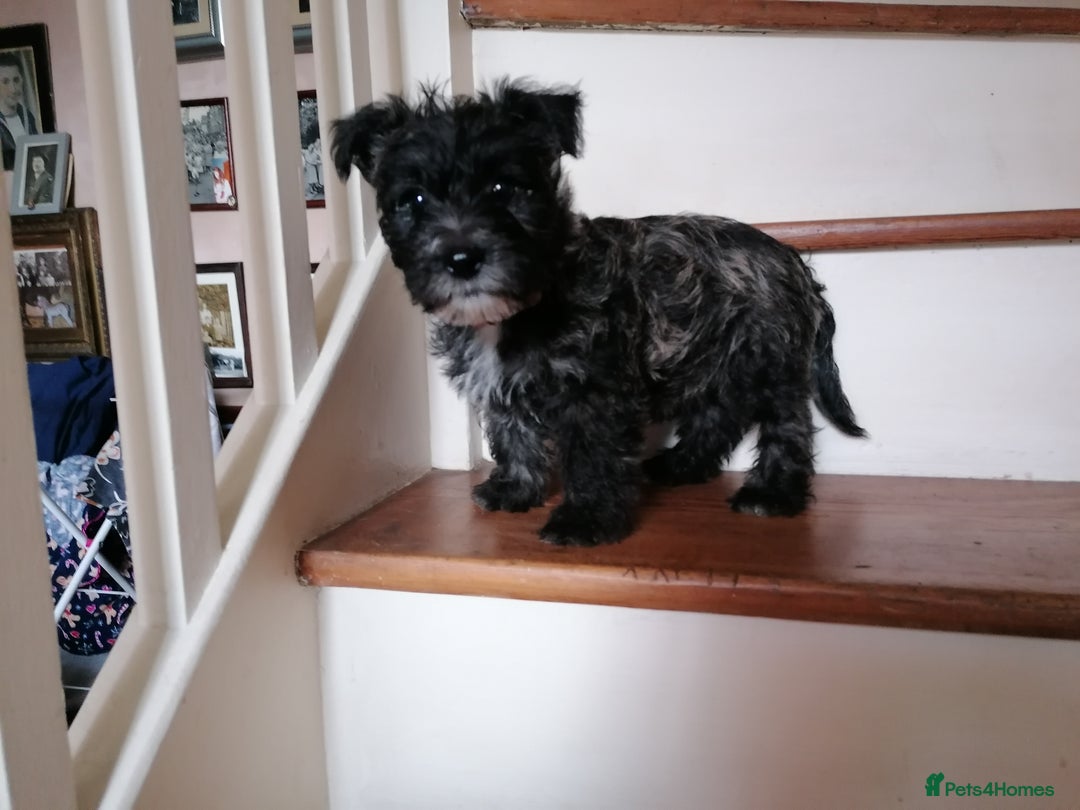 Mixed Breed dogs for sale: Wairns: Westie/ Cairn Pups - Image 8
