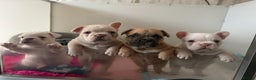 French Bulldog dogs for stud:  French Bulldog Stud 💥 Proven ✅  in Cannock - Advert 14