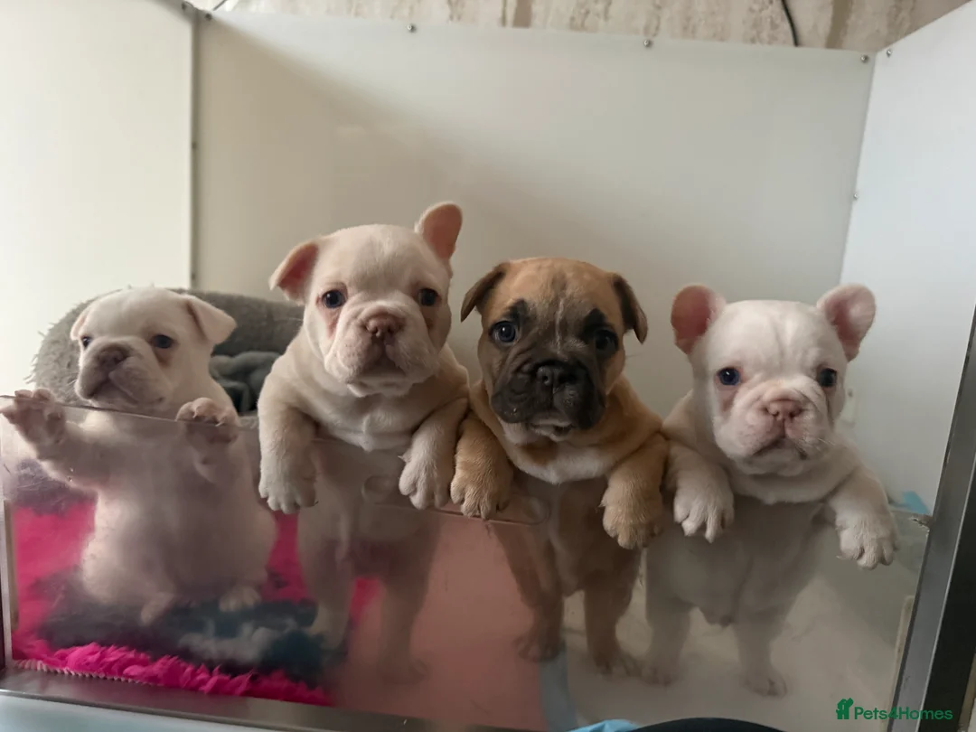 French Bulldog dogs for stud:  French Bulldog Stud 💥 Proven ✅  in Cannock - Advert 14