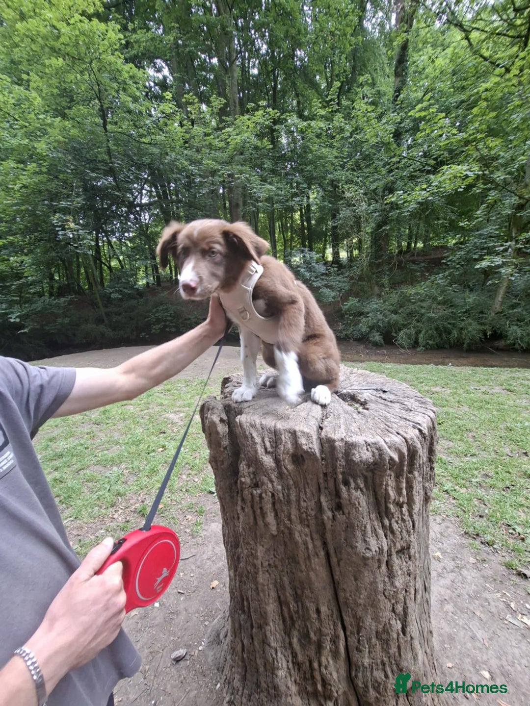Border Collie dogs for sale: Border collie - Image 16