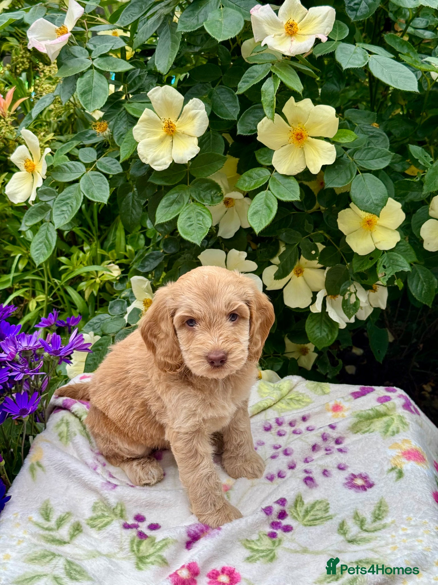Cockapoo dogs 6 left gorgeous f1 dna tested clear cockerpoos - Advert 10