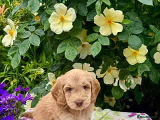 Cockapoo dogs 6 left gorgeous f1 dna tested clear cockerpoos - Advert 10
