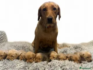 Labrador Retriever dogs Kennel club registered Labrador puppies - Advert 15