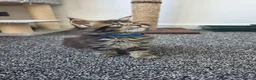 Maine Coon cats for sale: Maine coon pedigree kittens  - Advert 29