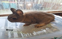 Netherland Dwarf rabbits for sale: Pure bred Baby Netherland Dwarfs for sale - Advert 3