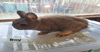 Netherland Dwarf rabbits Pure bred Baby Netherland Dwarfs for sale - Advert 7