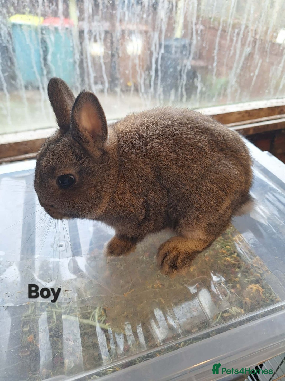 Netherland Dwarf rabbits for sale: Pure bred Baby Netherland Dwarfs for sale - Advert 3