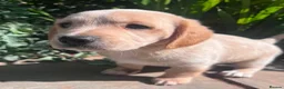 Mixed Breed dogs for sale: Cavachon - Fox Red Labrador - Rare F1 Cavador - Advert 23