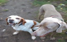 Pointer dogs for adoption: Caqui a wonderful older Pointer - Image 6