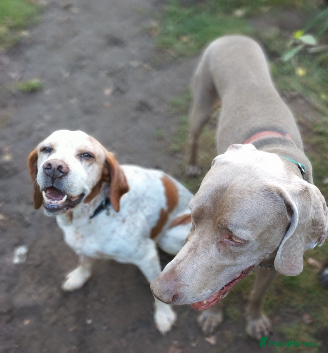 Pointer dogs for adoption: Caqui a wonderful older Pointer - Image 6