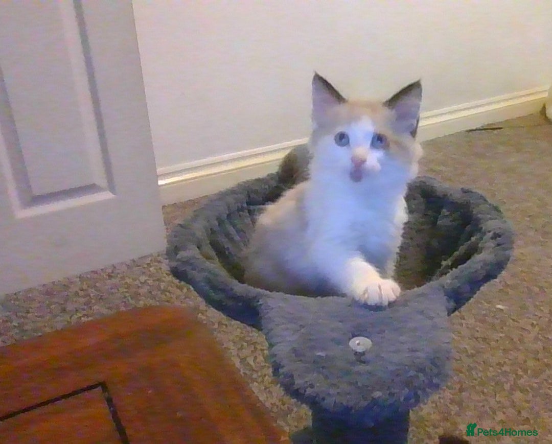 British Longhair cats for sale: 4 Beautiful Kitties Ready - Image 15