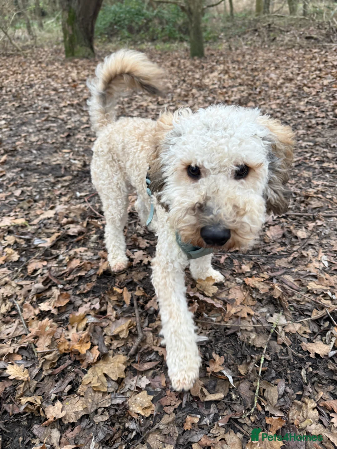 Miniature Poodle dogs for sale: Dog for sale  - Advert 2