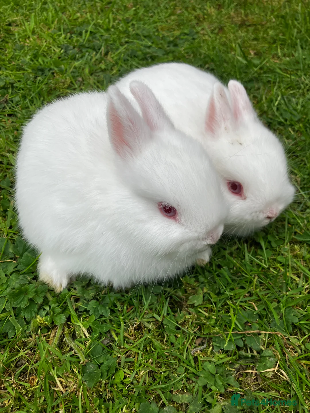Netherland Dwarf rabbits for sale: LAST Female White Netherland Dwarfs - Advert 2