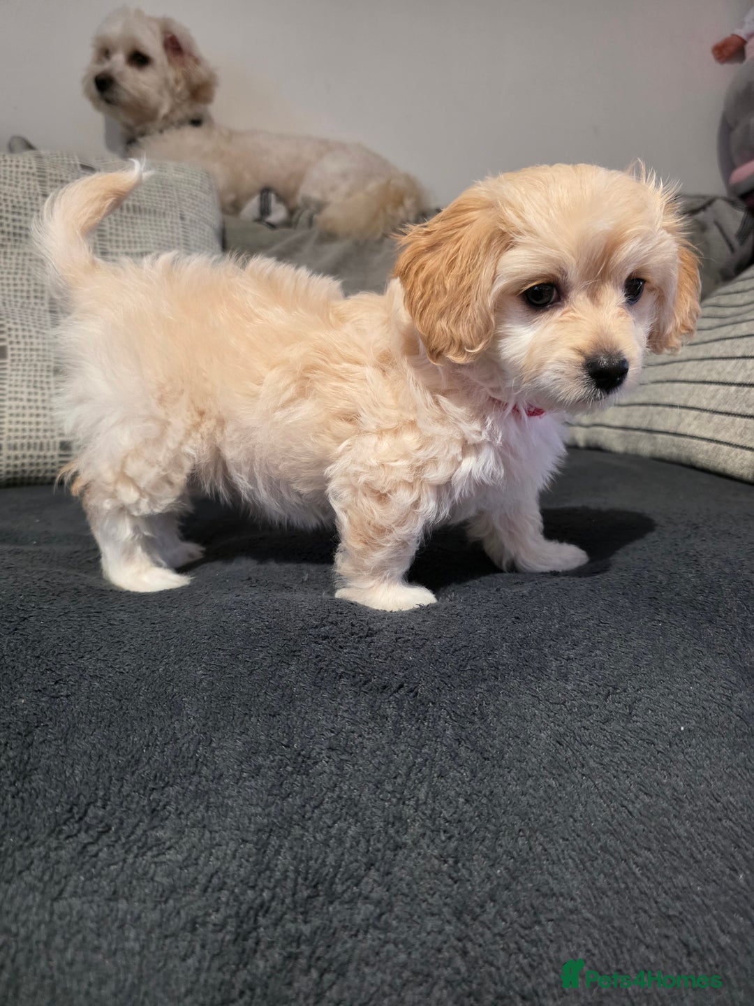 Mixed Breed dogs for sale: Beautiful Bichon Frise Girl Puppy  - Advert 1