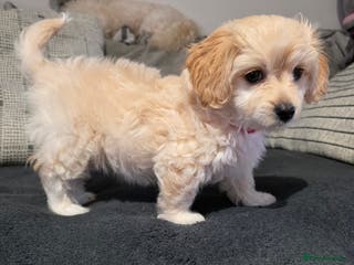 Mixed Breed dogs Beautiful Bichon Frise Girl Puppy - Advert 18
