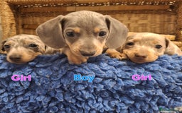 Miniature Dachshund dogs for sale: Minature Dachshund - Image 10