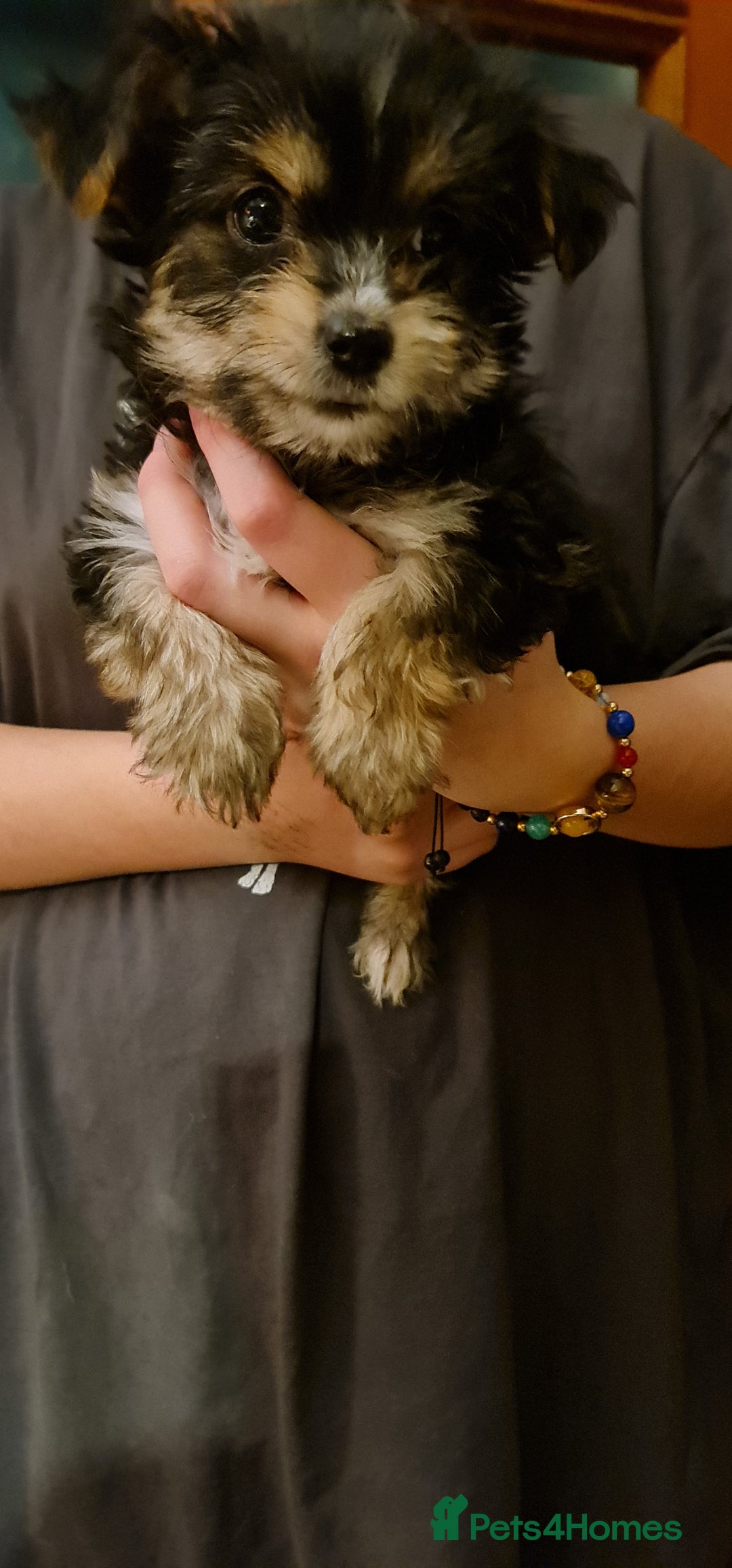 Chorkie dogs for sale: Ready now! Chihuahua x Yorkshire Terrier puppies  - Advert 6