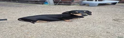 Miniature Dachshund dogs for sale: Beautiful miniature dachshunds for sale  - Advert 12
