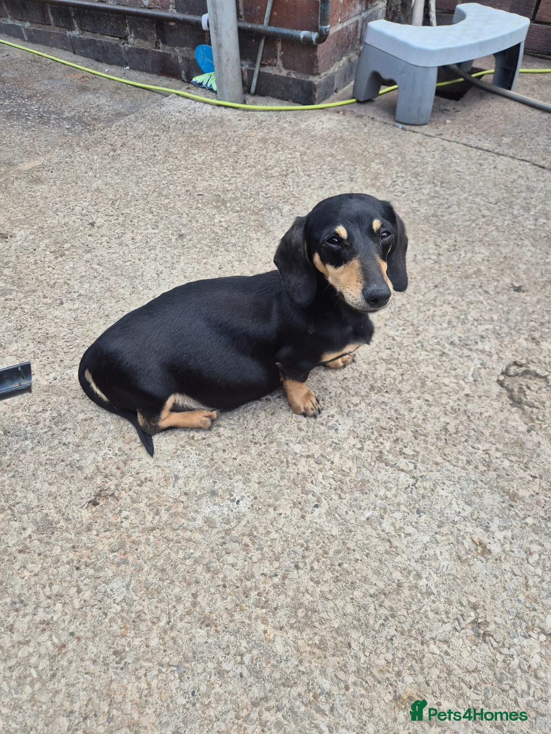 Miniature Dachshund dogs for sale: Beautiful miniature dachshunds for sale  - Advert 12