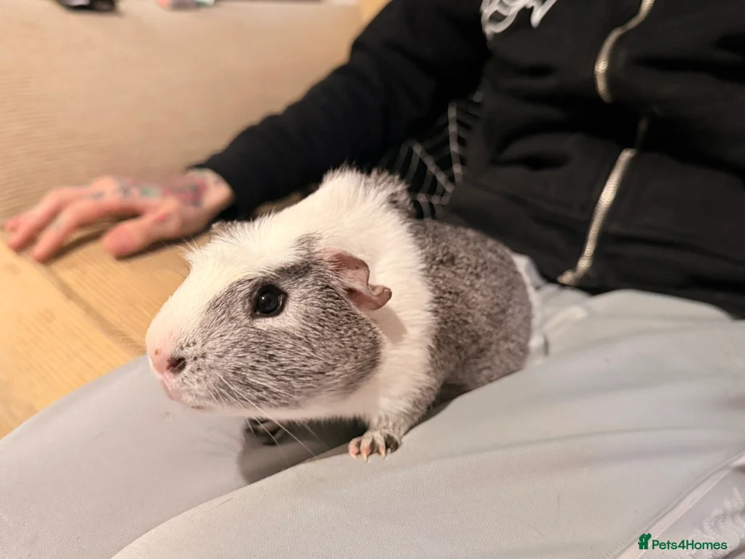 Guinea Pig rodents for sale: 4 Male Guinea Pigs For Sale - Advert 2