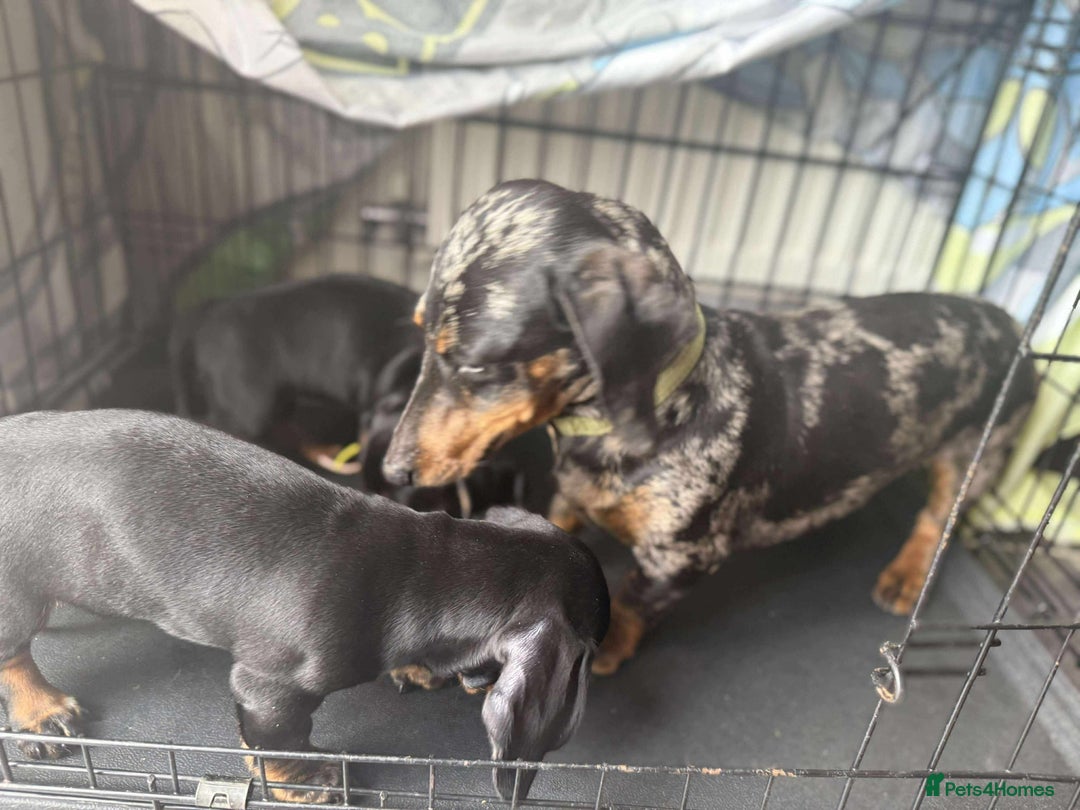 Dachshund dogs for sale: Beautiful dachshund babies  - Image 12