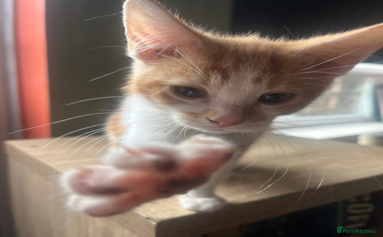 Mixed Breed cats - Advert 12