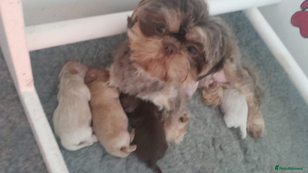 Shih Tzu dogs for sale: ✨️Exceptional Imperial Litter✨️ - Image 4